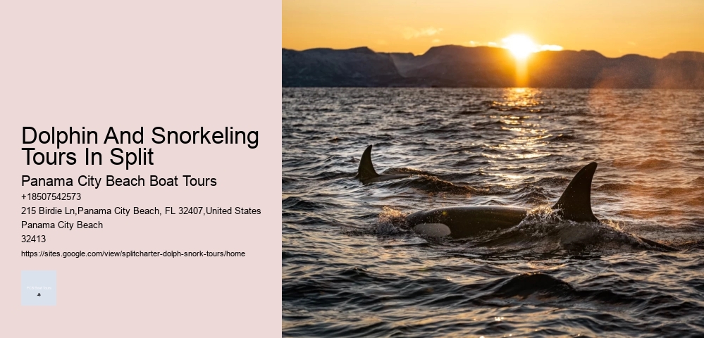 Why Do Dolphins Swim In Front Of Cruise Ships