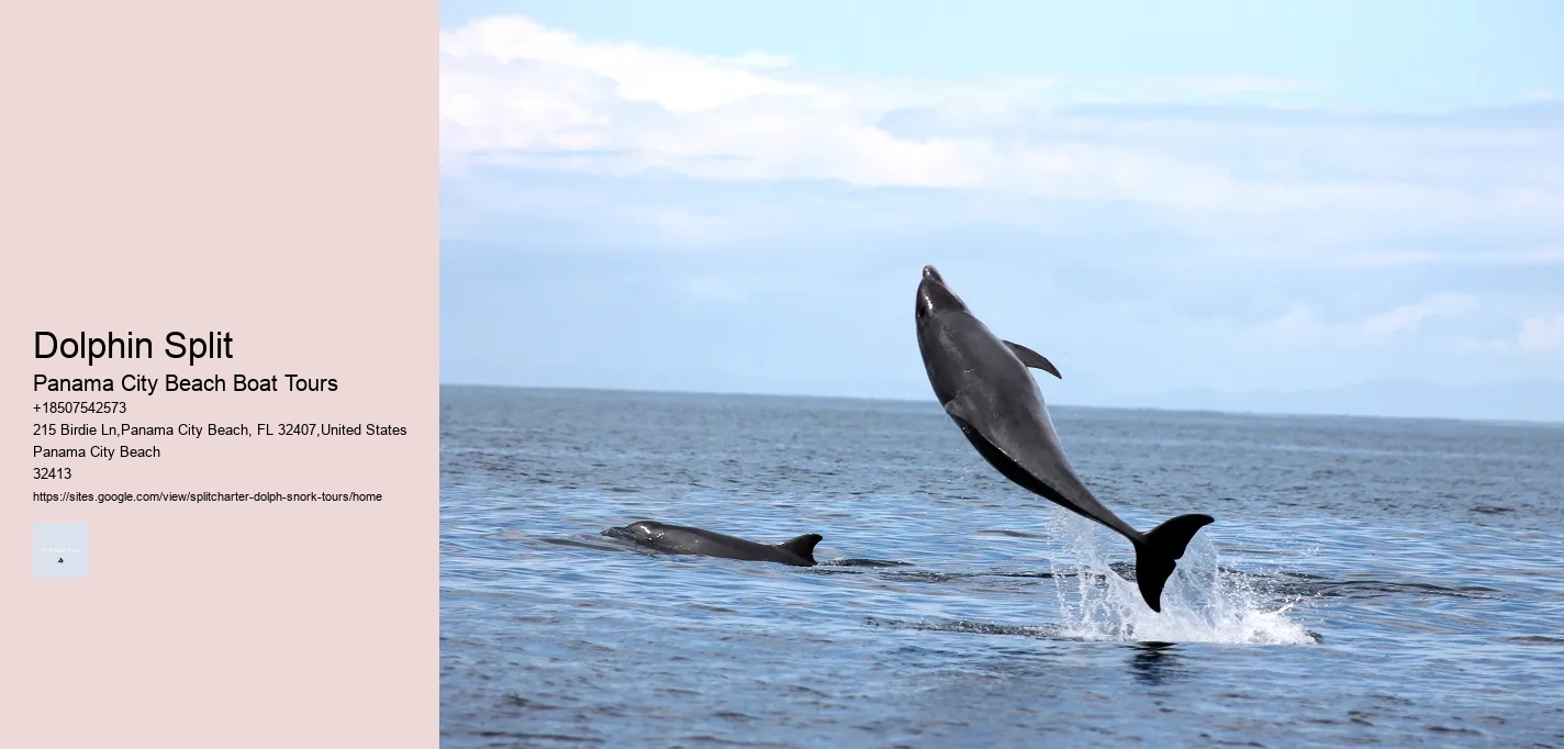 Swimming With Captive Dolphins