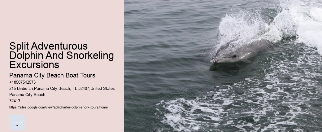 Split Adventurous Dolphin And Snorkeling Excursions