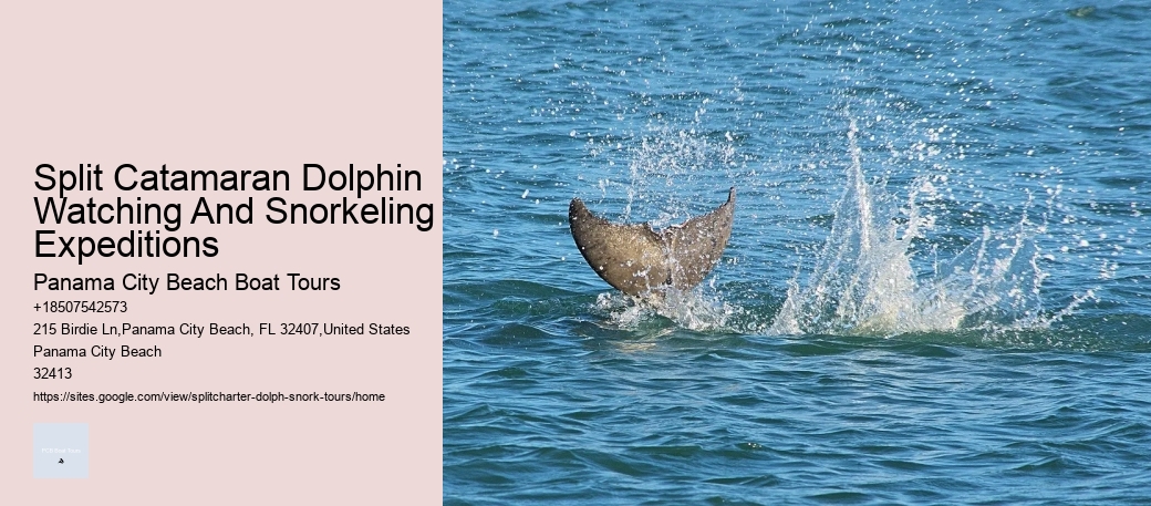 Split Catamaran Dolphin Watching And Snorkeling Expeditions