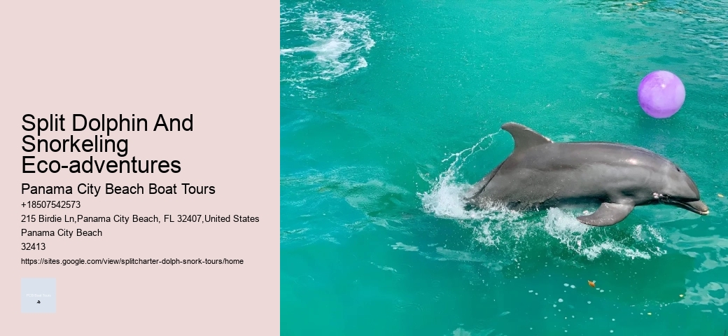 Find Out What It's Like To Swim With Dolphins