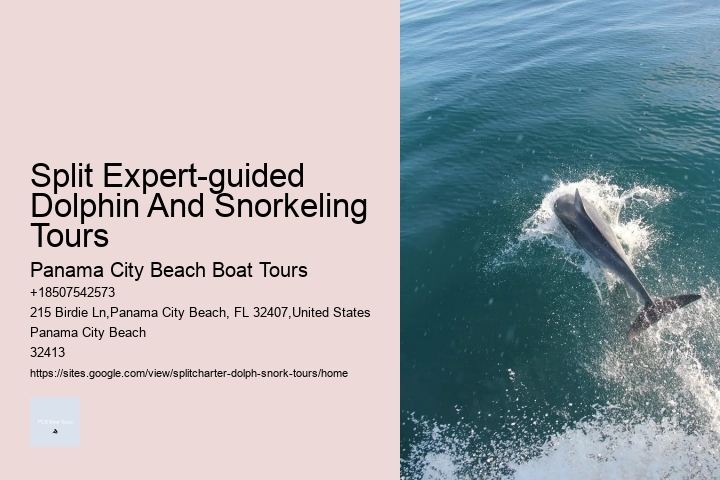 Split Adrenaline-pumping Dolphin And Snorkeling Adventures