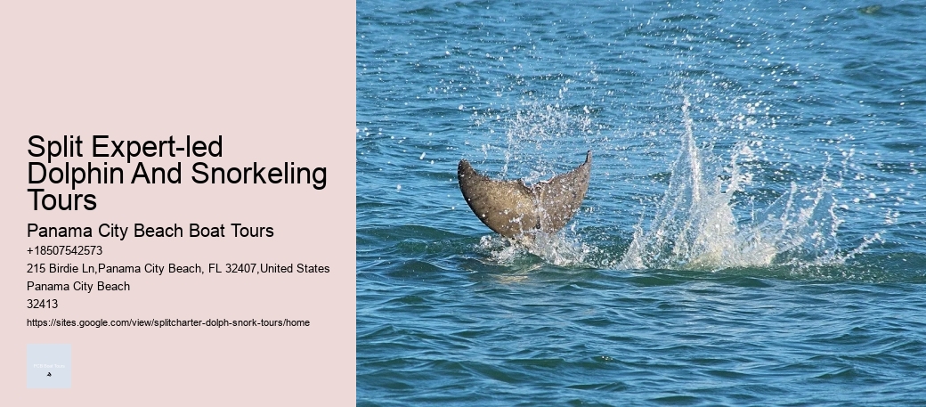 Split Expert-led Dolphin And Snorkeling Tours