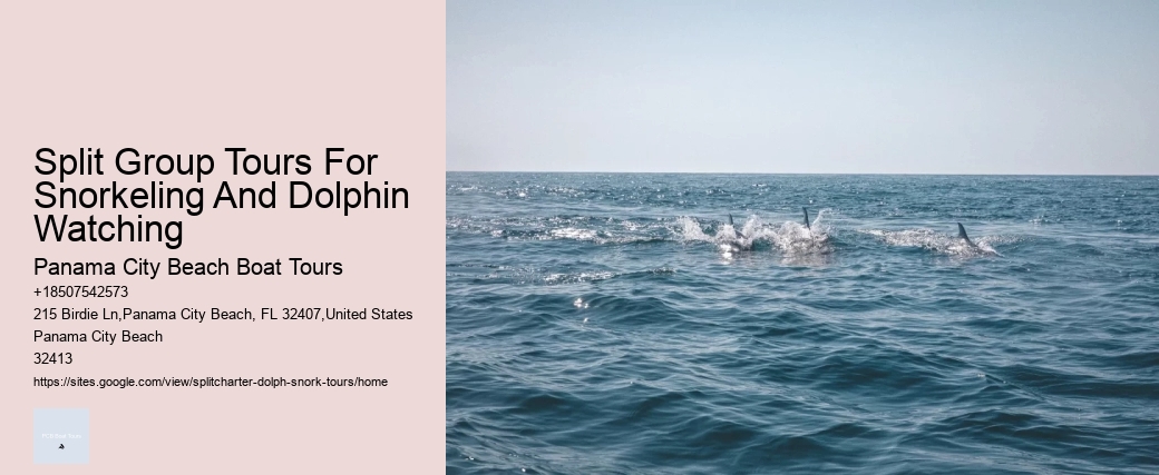 Split Group Tours For Snorkeling And Dolphin Watching