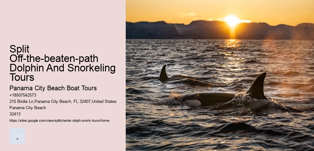 How Do You Interact With Dolphins