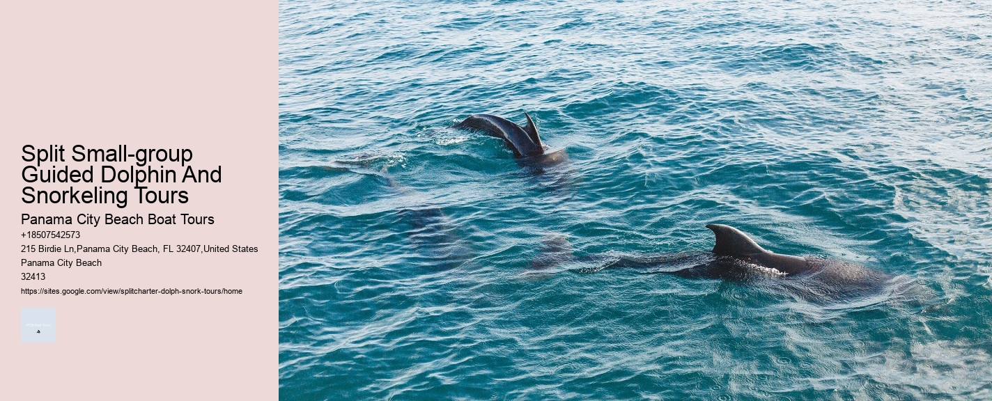 Split Small-group Guided Dolphin And Snorkeling Tours