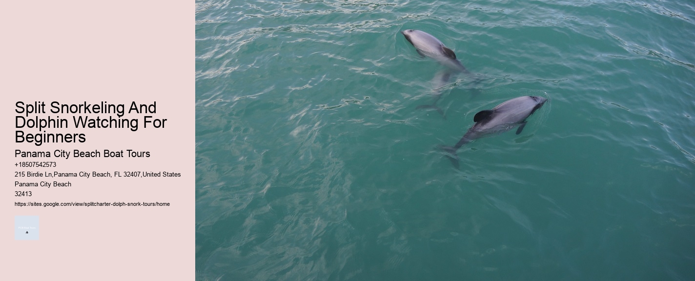 Split Snorkeling And Dolphin Watching For Beginners