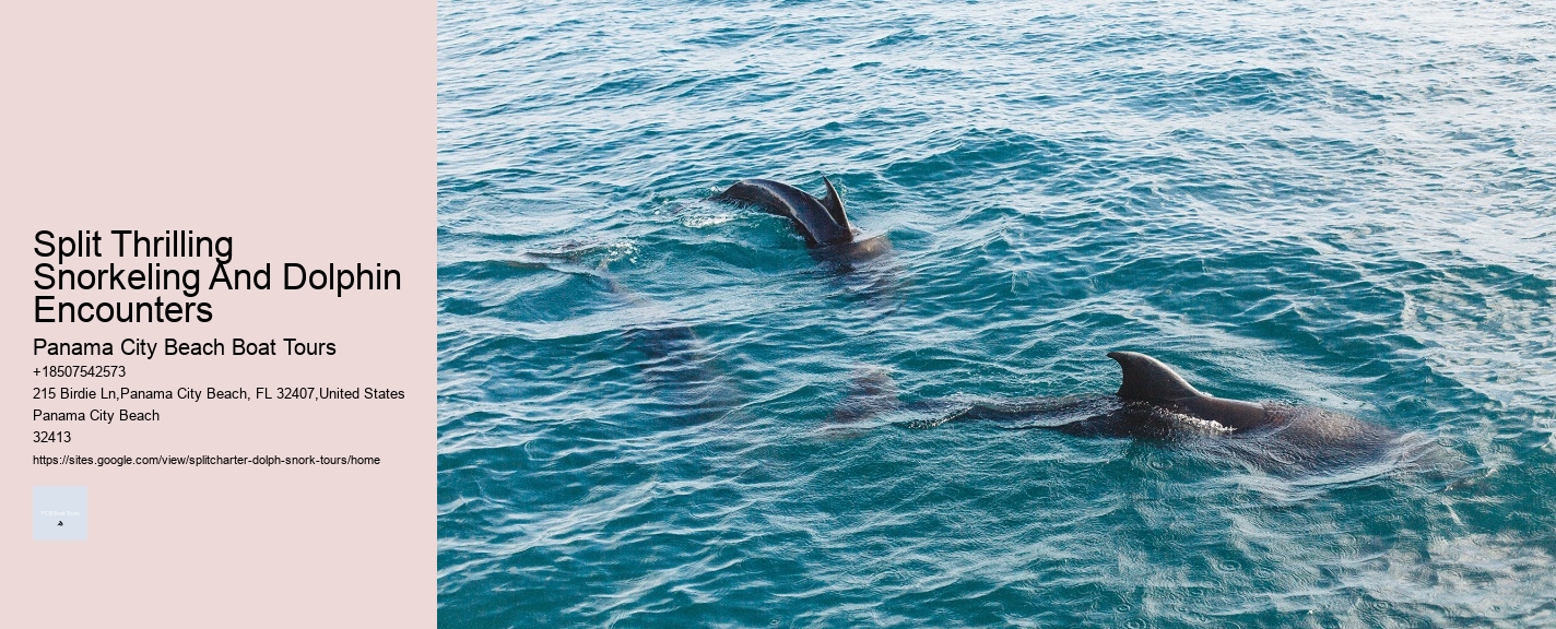 Split Thrilling Snorkeling And Dolphin Encounters