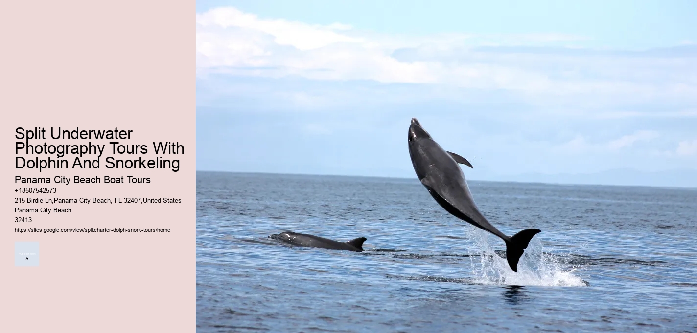 Split Underwater Photography Tours With Dolphin And Snorkeling