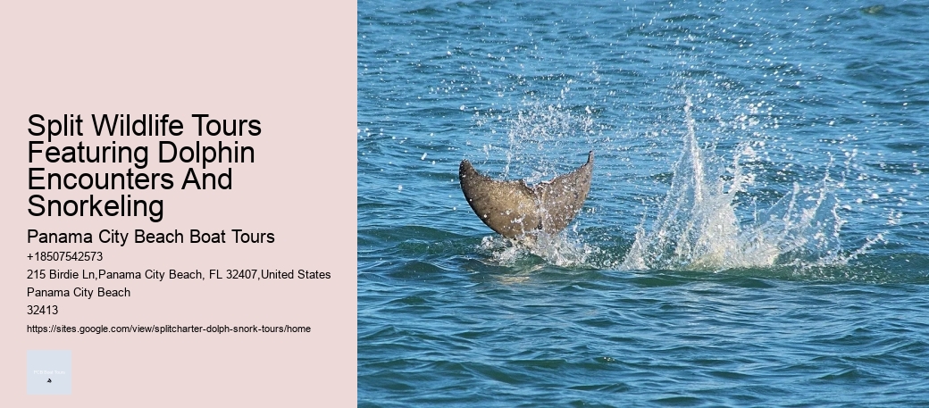 Split Private Charters For Dolphin And Snorkeling