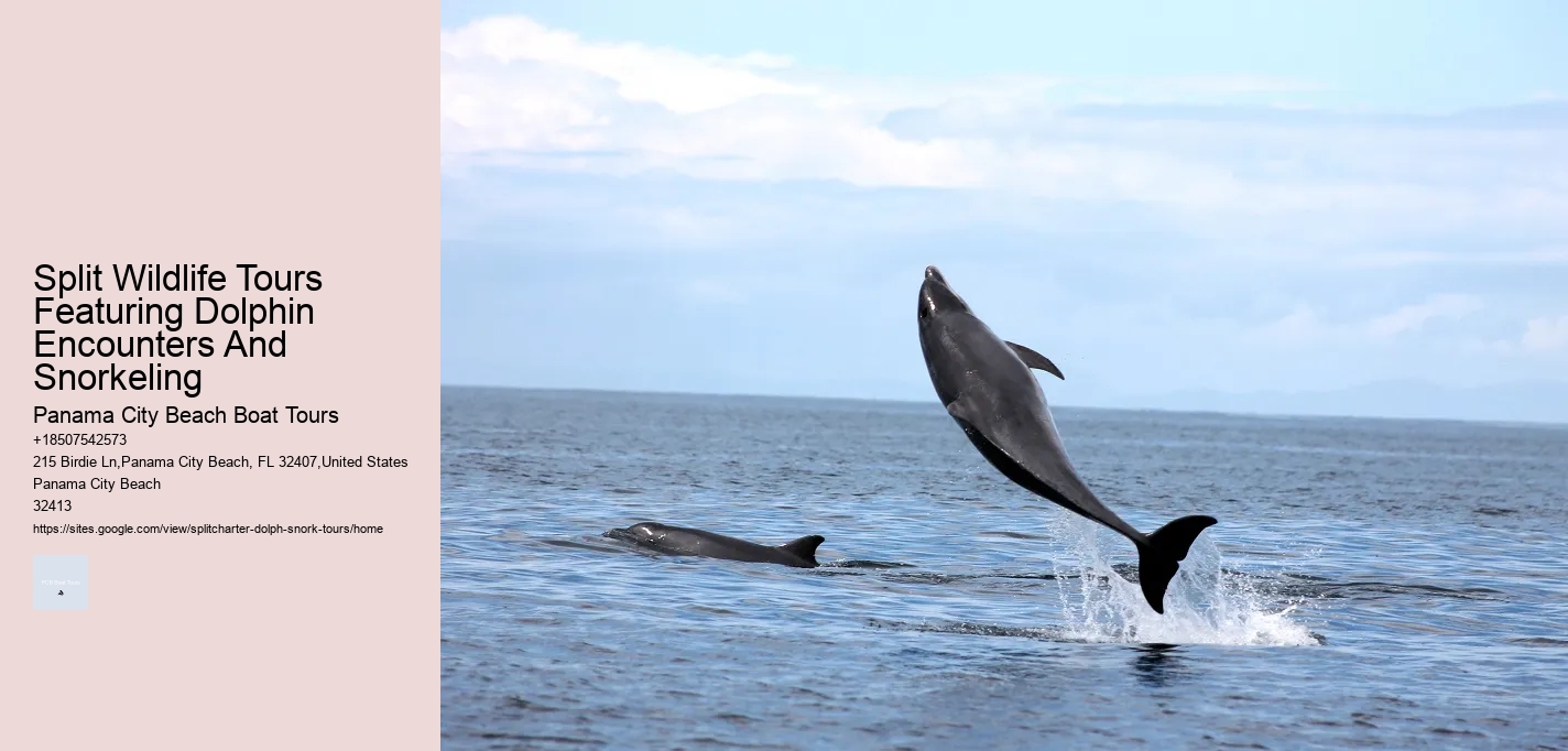 Split Wildlife Tours Featuring Dolphin Encounters And Snorkeling